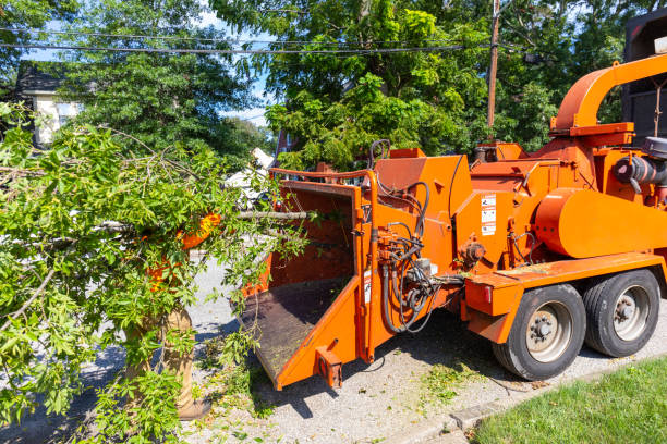 Best Palm Tree Trimming  in Ohatchee, AL